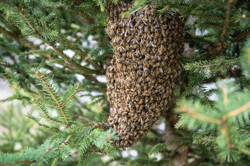Beekeeping Tips
